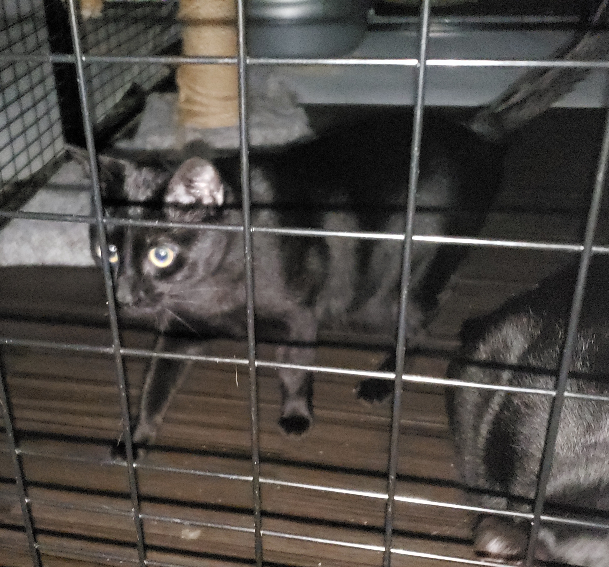 Enlarge Luna .. (RIP Midnight) please read, a Adoptable Domestic Short Hair in West Palm Beach, FL image 1/4