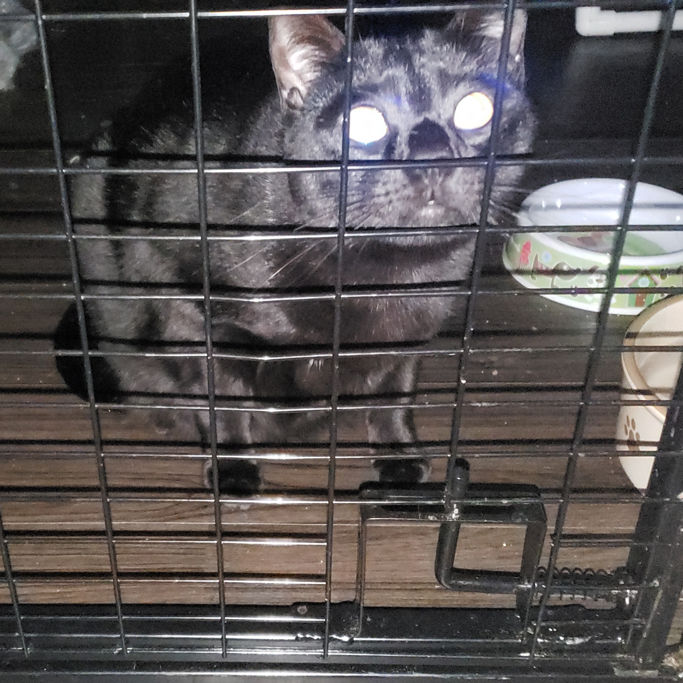 Enlarge Luna .. (RIP Midnight) please read, a Adoptable Domestic Short Hair in West Palm Beach, FL image 2/4