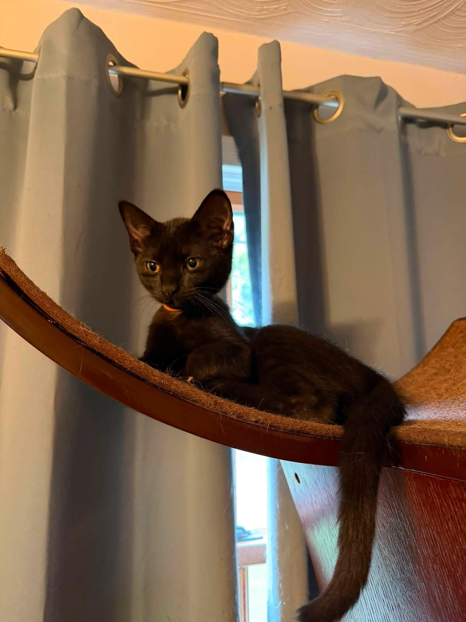 Enlarge Ben and Georgie Bonded Kittens, a Adopted Domestic Short Hair in Enfield, CT image 1/6