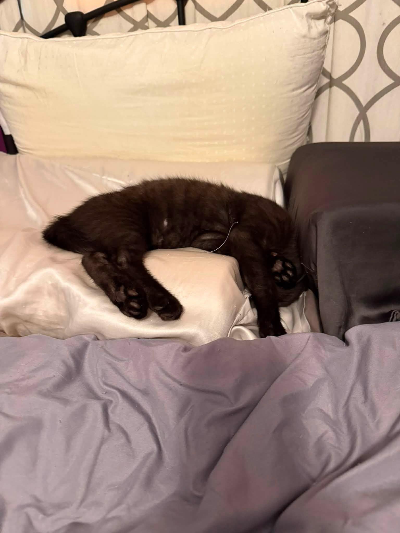 Enlarge Ben and Georgie Bonded Kittens, a Adopted Domestic Short Hair in Enfield, CT image 2/6