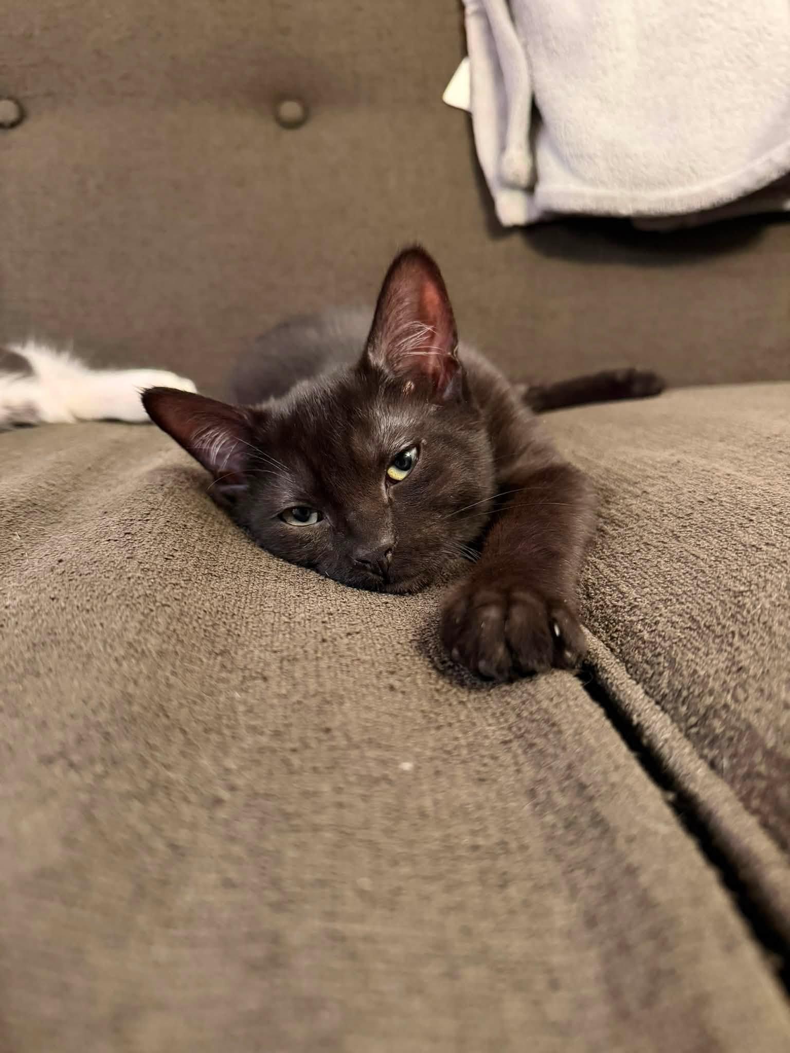 Enlarge Ben and Georgie Bonded Kittens, a Adopted Domestic Short Hair in Enfield, CT image 4/6