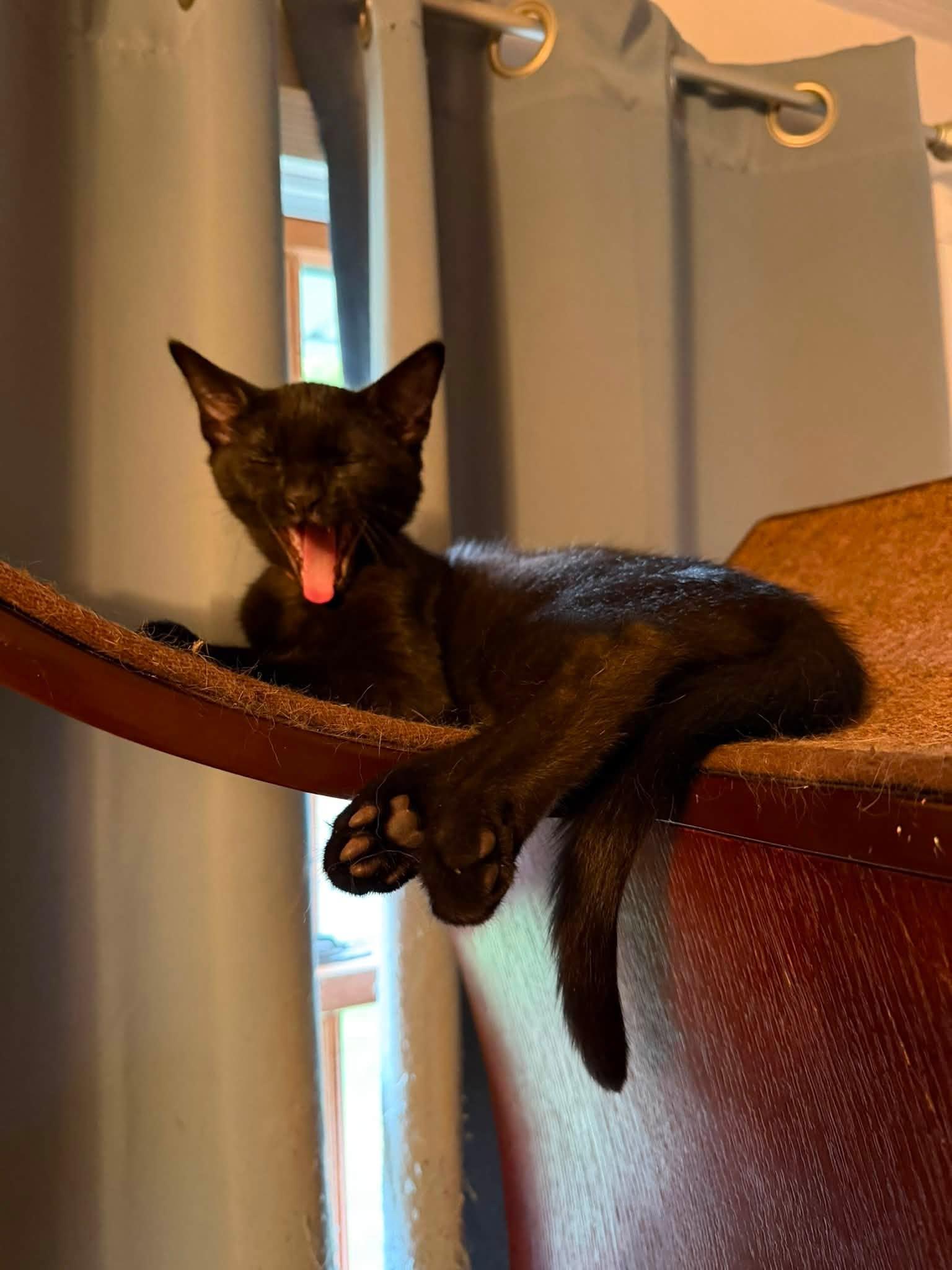 Enlarge Ben and Georgie Bonded Kittens, a Adopted Domestic Short Hair in Enfield, CT image 5/6