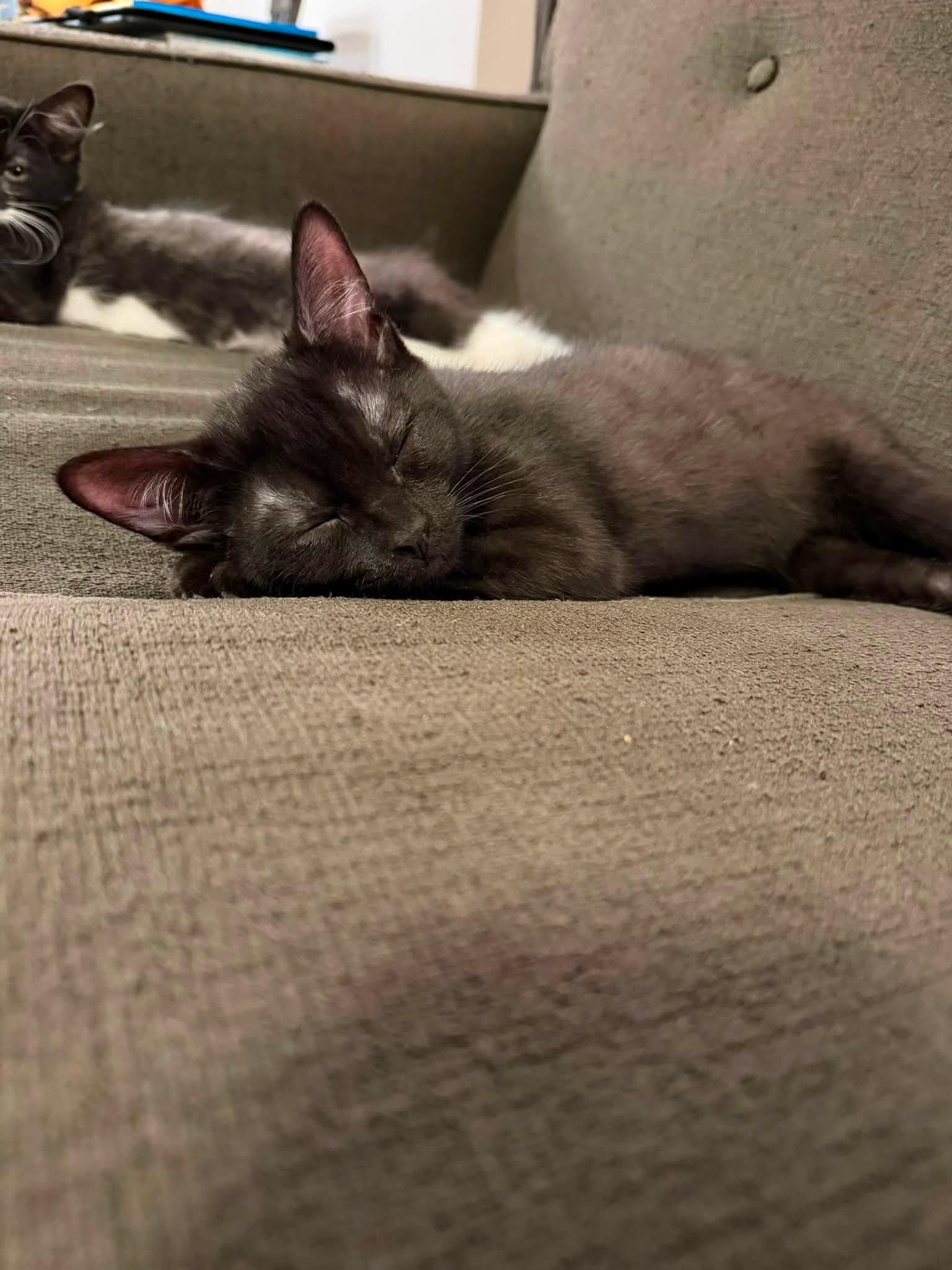 Enlarge Ben and Georgie Bonded Kittens, a Adopted Domestic Short Hair in Enfield, CT image 6/6