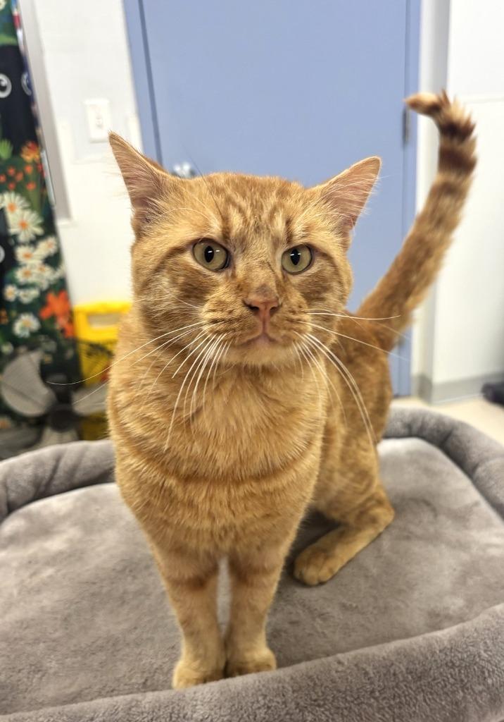 orangesicle, a Adopted mixed breed in Belton, TX image 1/2