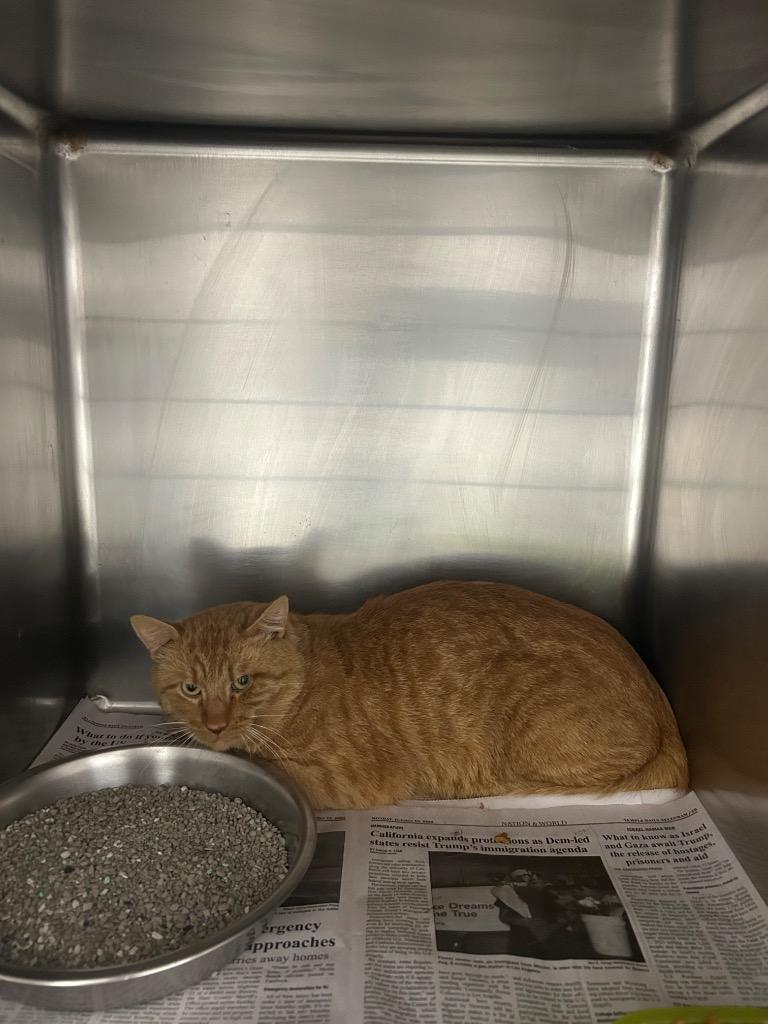 orangesicle, Adoptable, Adult Male Domestic Short Hair.