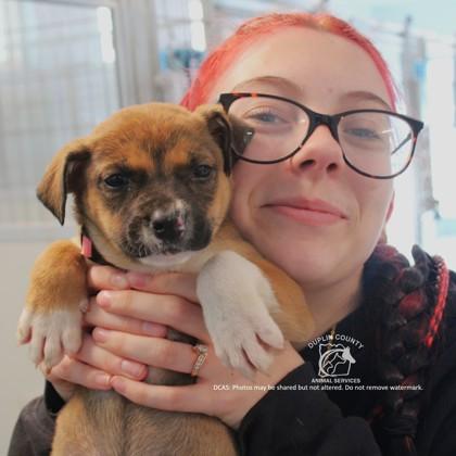 TESSA, Adoptable, Puppy Female German Shepherd Dog & Pit Bull Terrier.