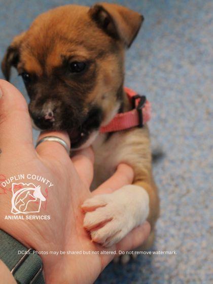 Enlarge TESSA, a Adoptable mixed breed in Kenansville, NC image 2/3