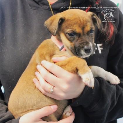 Enlarge TESSA, a Adoptable mixed breed in Kenansville, NC image 3/3