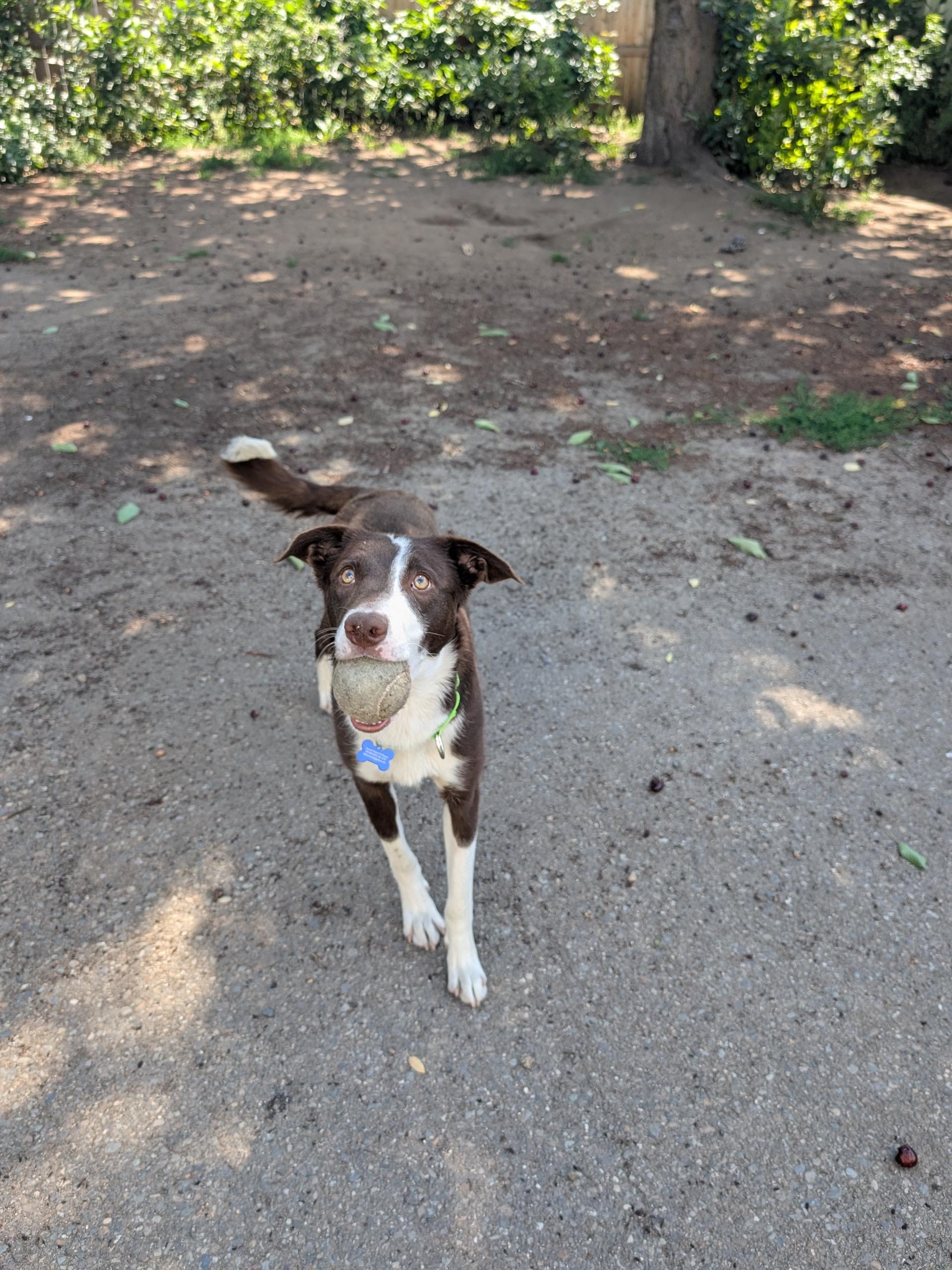 Josie, a ADOPTABLE mixed breed in COEUR D ALENE, ID image 5/5