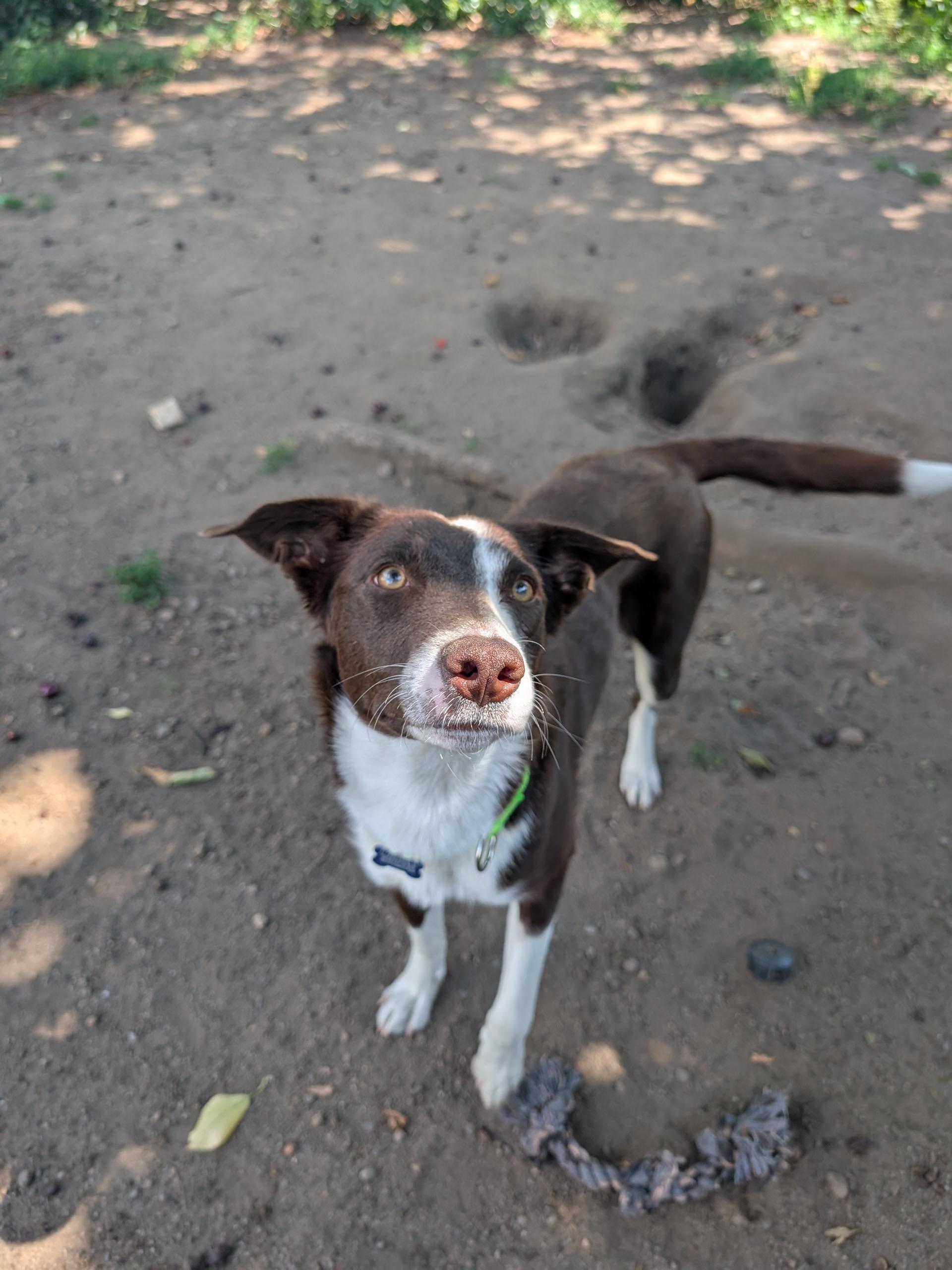 Josie, a ADOPTABLE mixed breed in COEUR D ALENE, ID image 2/5