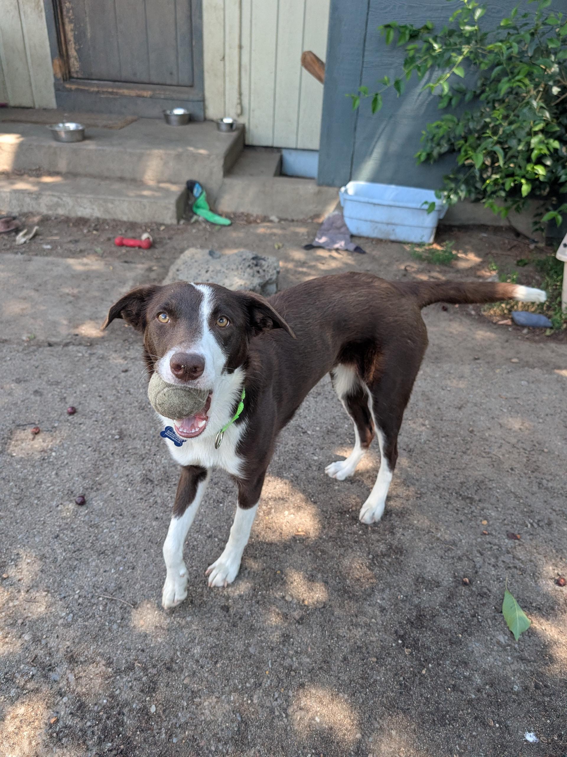 Josie, a ADOPTABLE mixed breed in COEUR D ALENE, ID image 3/5