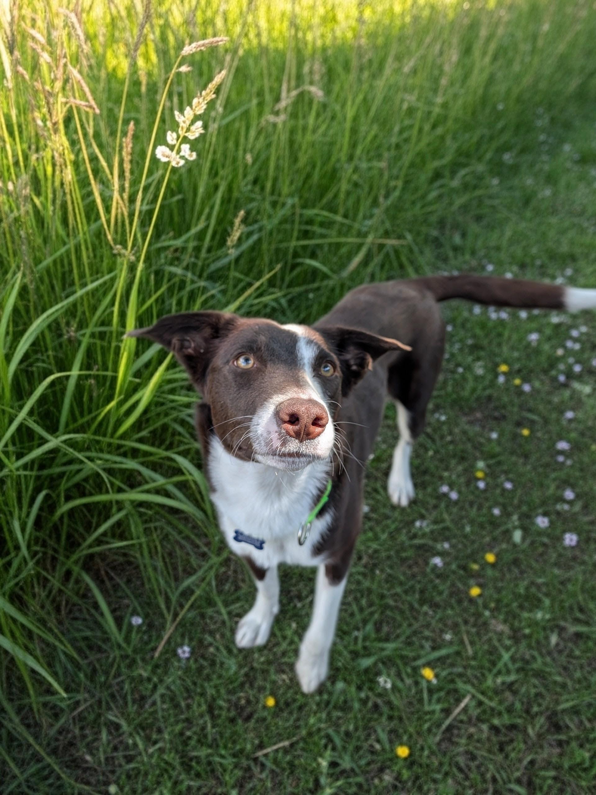 Josie, a ADOPTABLE mixed breed in COEUR D ALENE, ID image 4/5