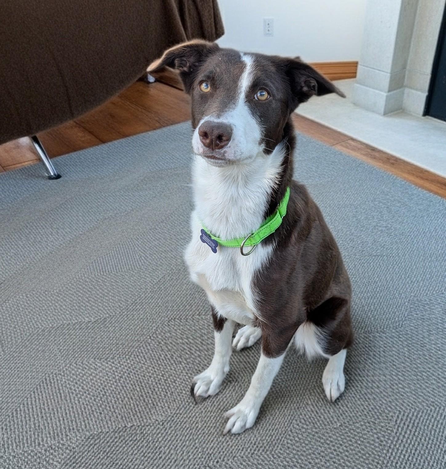 Josie, ADOPTABLE, Young Female Border Collie & McNab.