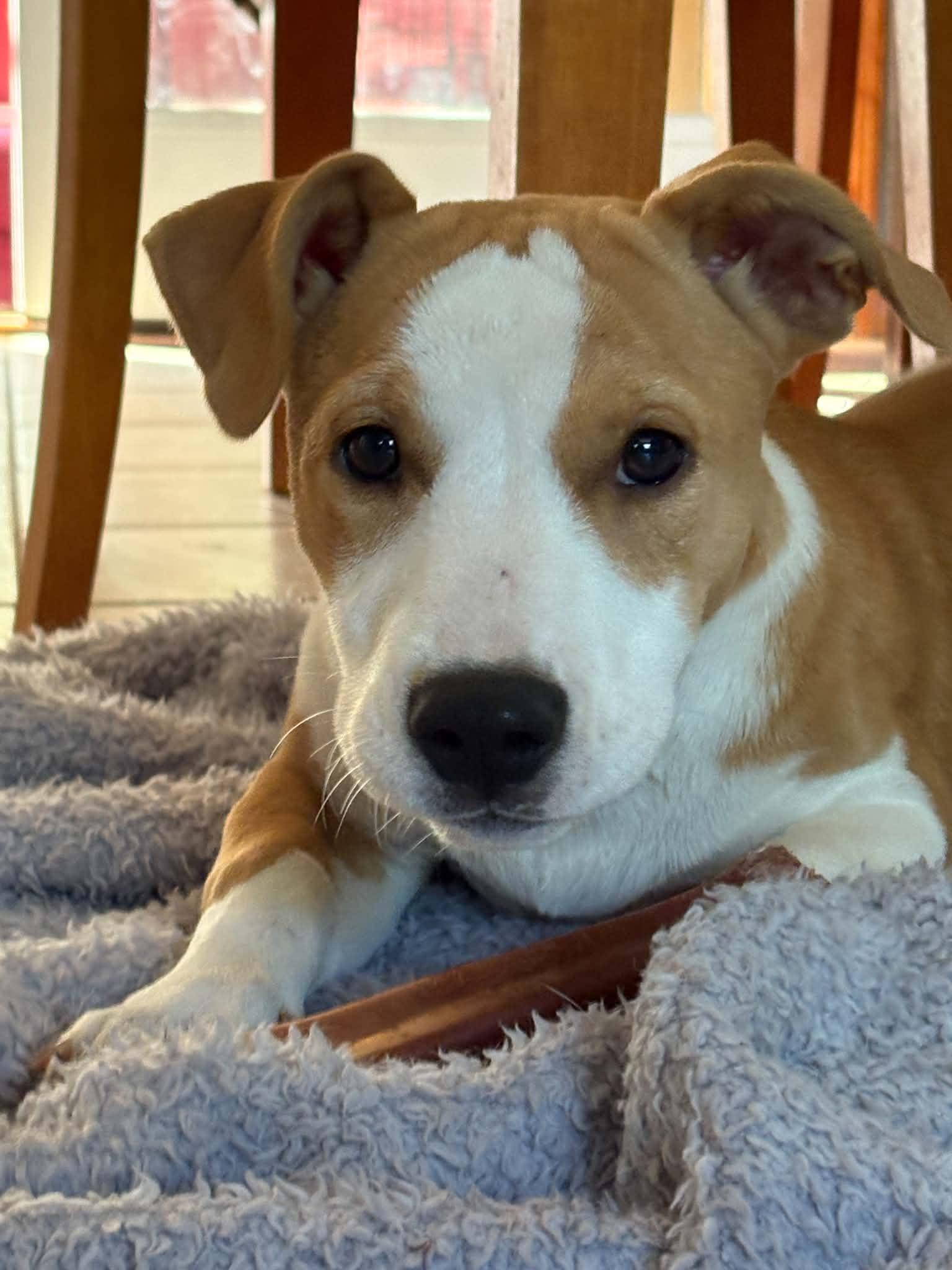 Francesca, a Adopted mixed breed in Augusta, ME image 1/6