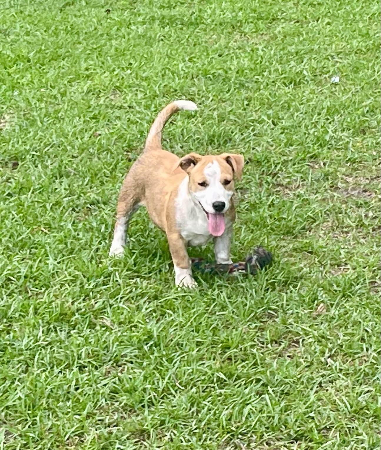 Francesca, a Adopted mixed breed in Augusta, ME image 2/6