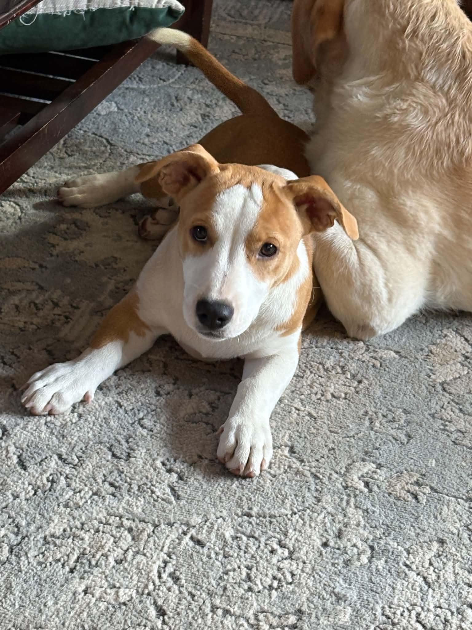 Francesca, a Adopted mixed breed in Augusta, ME image 3/6