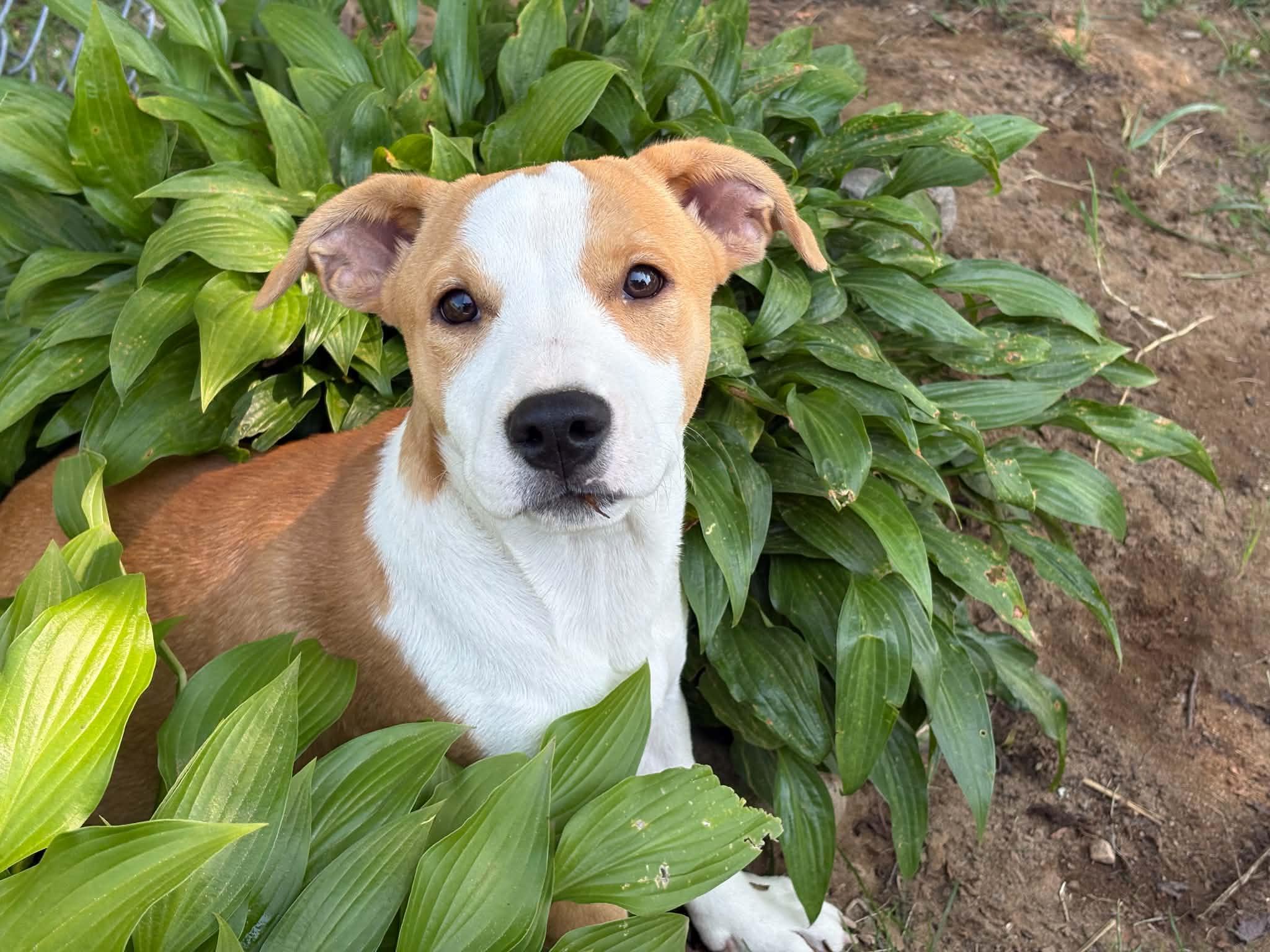 Francesca, a Adopted mixed breed in Augusta, ME image 6/6