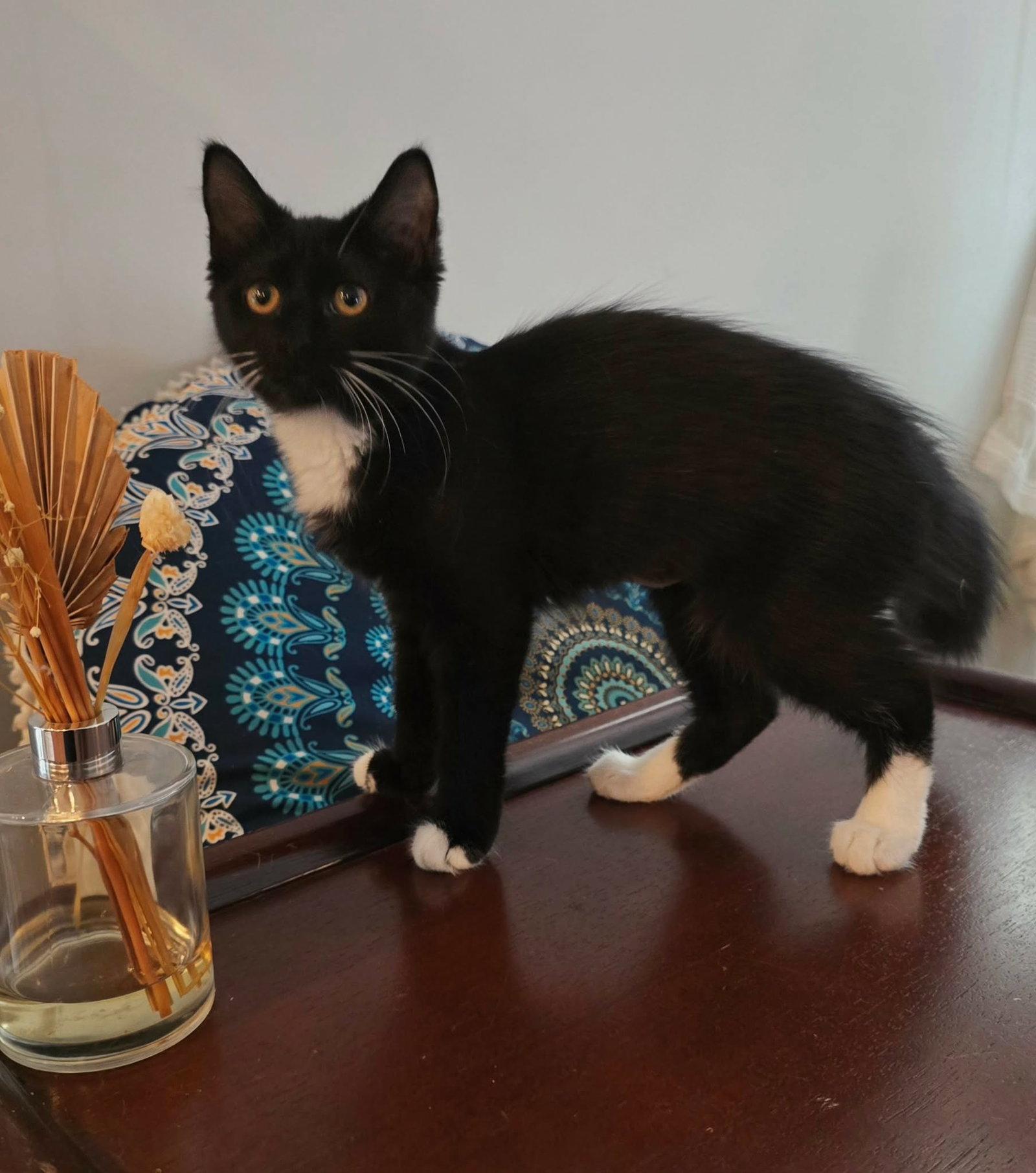 Bitsy, Adoptable, Kitten Female Domestic Short Hair.
