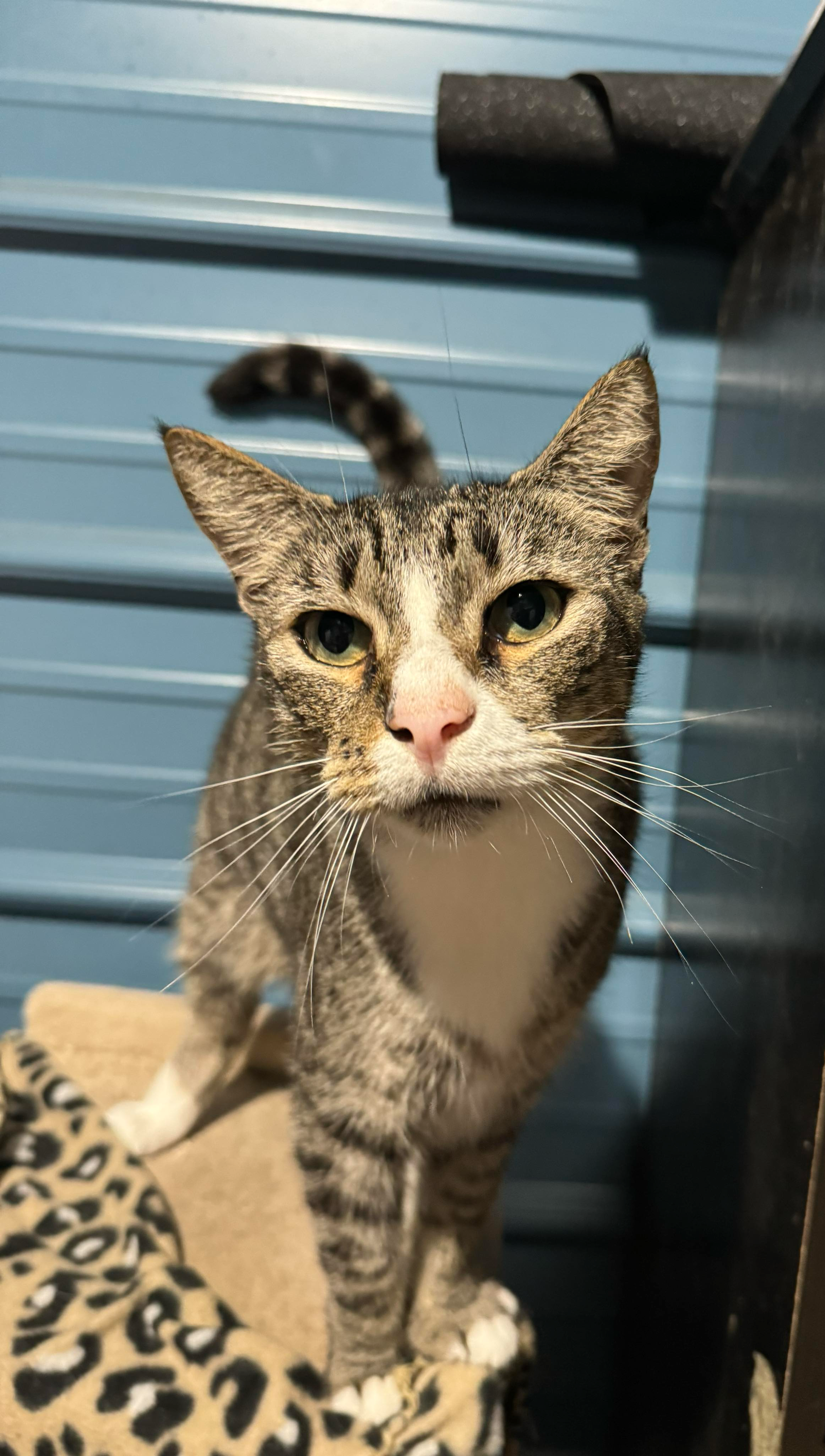 Enlarge Charlie, a Adoptable Tabby in Spring Hill, FL image 1/1