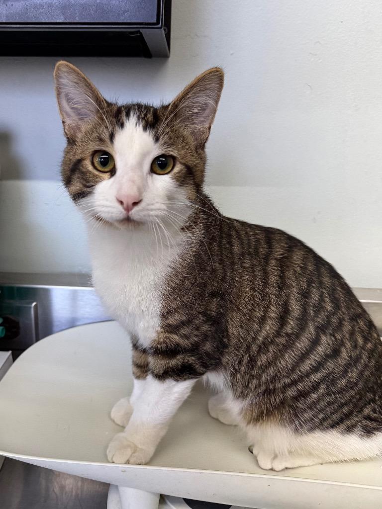 Simon, Adoptable, Young Male Domestic Short Hair.