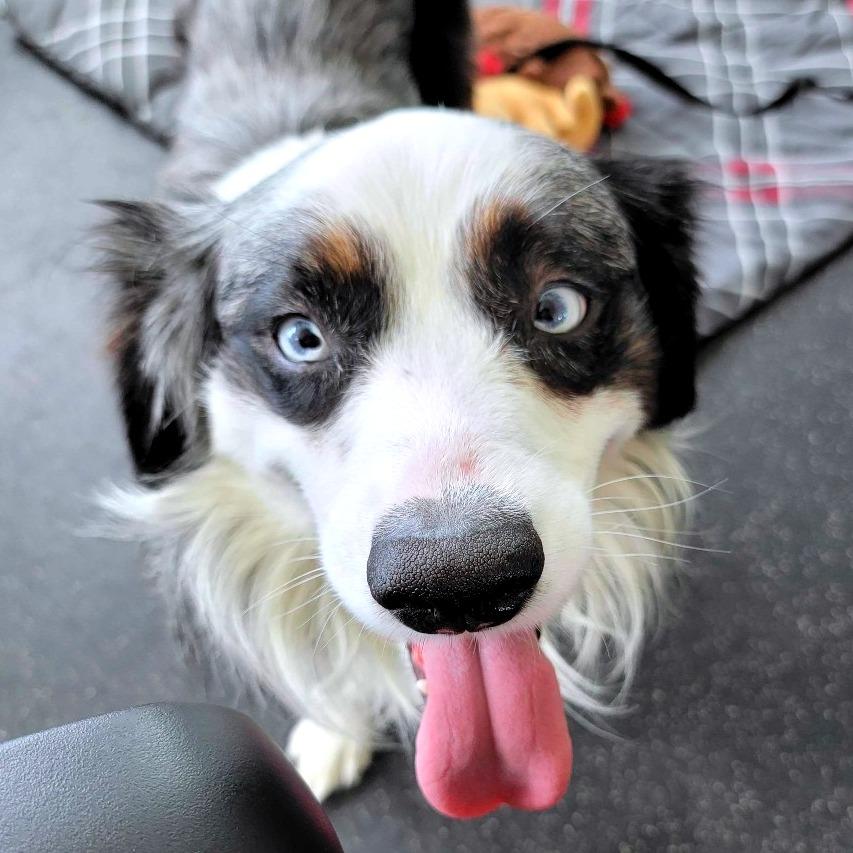 Crosby, Adoptable, Adult Male Australian Shepherd & Mixed Breed.