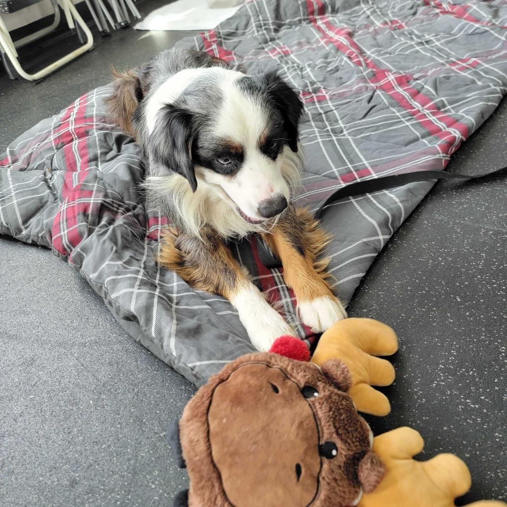 Crosby, a Adoptable mixed breed in Dover, NH image 2/6