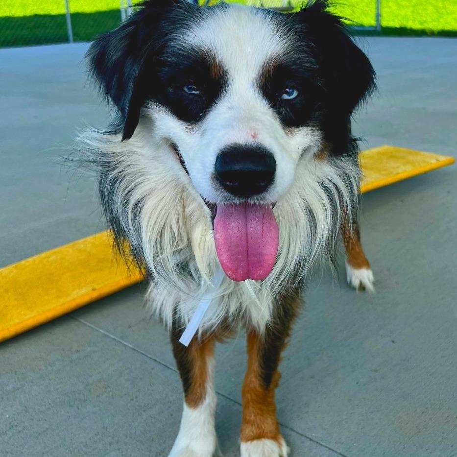 Crosby, a Adoptable mixed breed in Dover, NH image 4/6