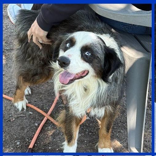 Crosby, a Adoptable mixed breed in Dover, NH image 5/6