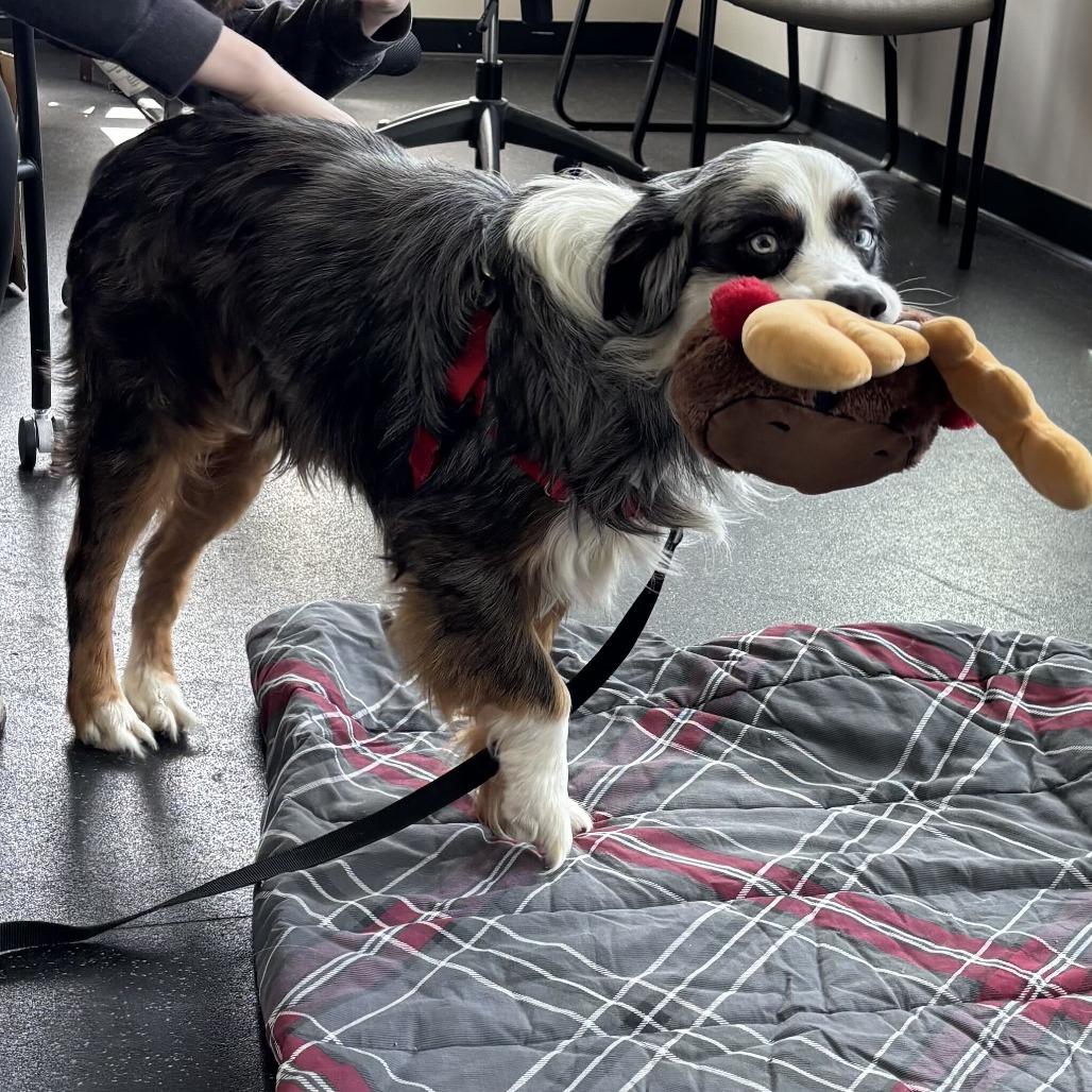 Crosby, a Adoptable mixed breed in Dover, NH image 6/6