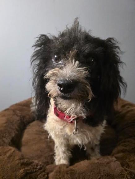Enlarge Stella, a Adopted mixed breed in philadelphia, PA image 5/6
