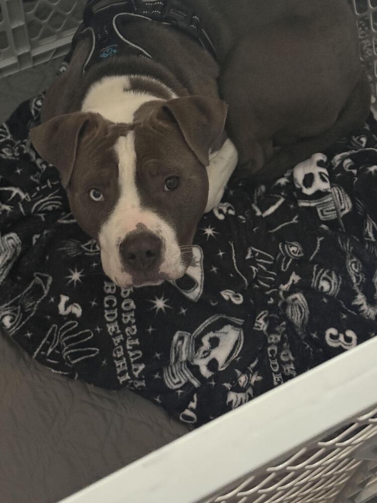 Easton Electric, Adoptable, Young Male Pit Bull Terrier.