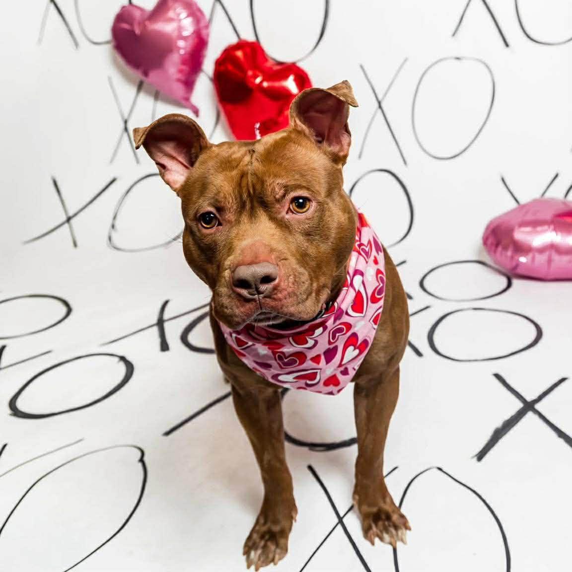 Enlarge Prince , a ADOPTABLE mixed breed in Darien Center, NY image 3/3