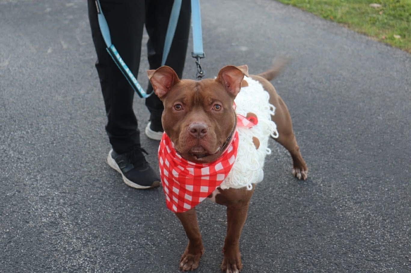 Enlarge Prince , a ADOPTABLE mixed breed in Darien Center, NY image 2/3