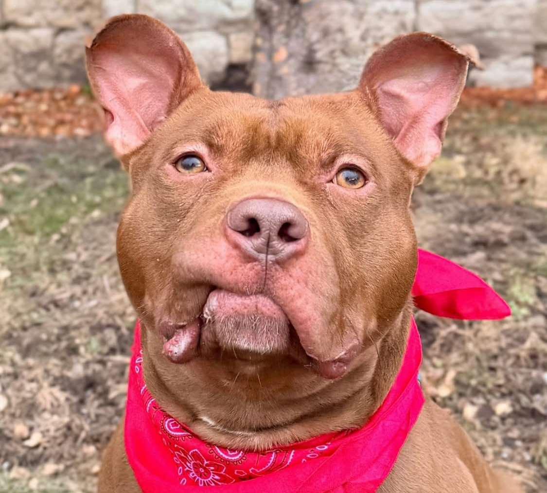 Prince , ADOPTABLE, Adult Male American Staffordshire Terrier.