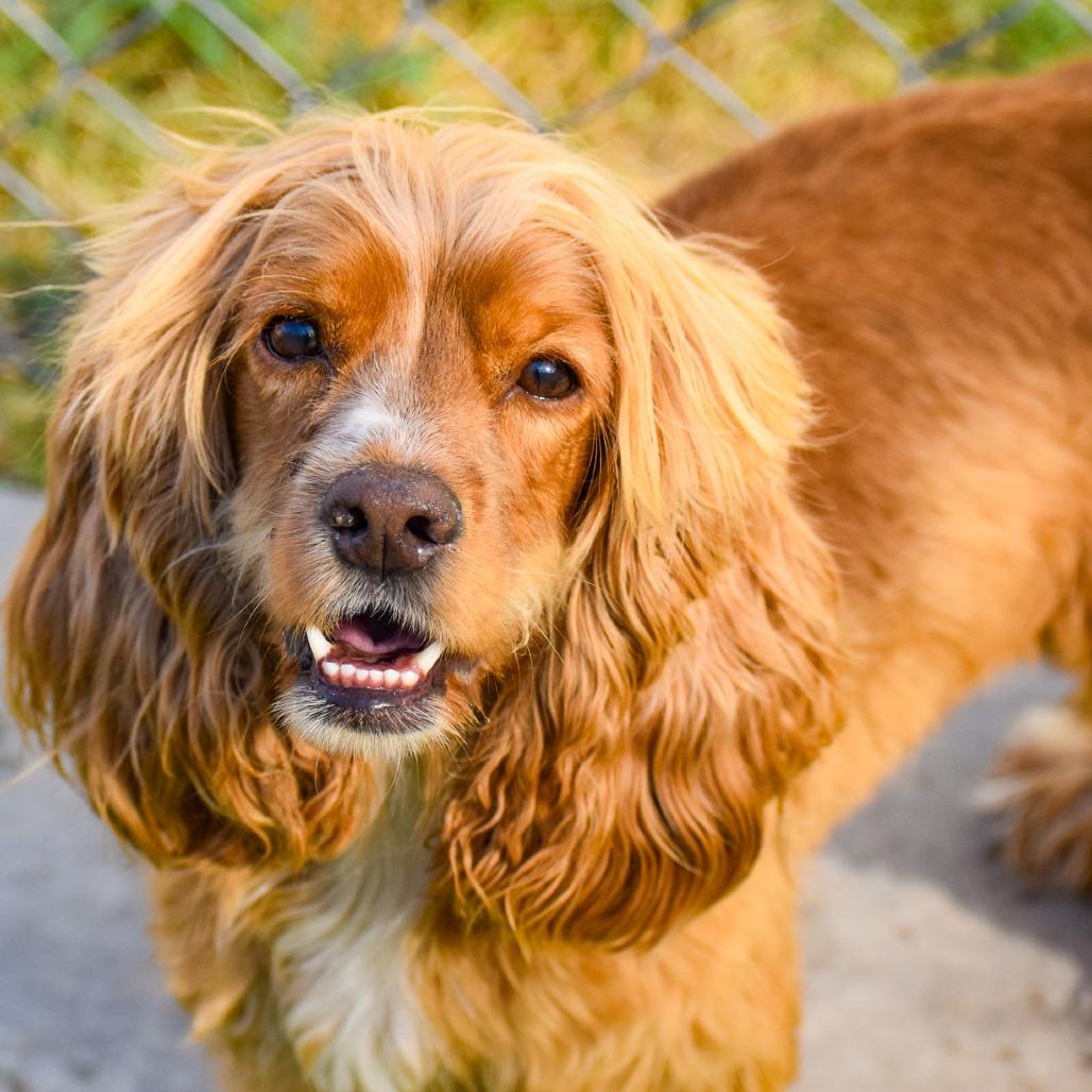 Nova Available 9/26, Adoptable, Adult Female Cocker Spaniel & None.
