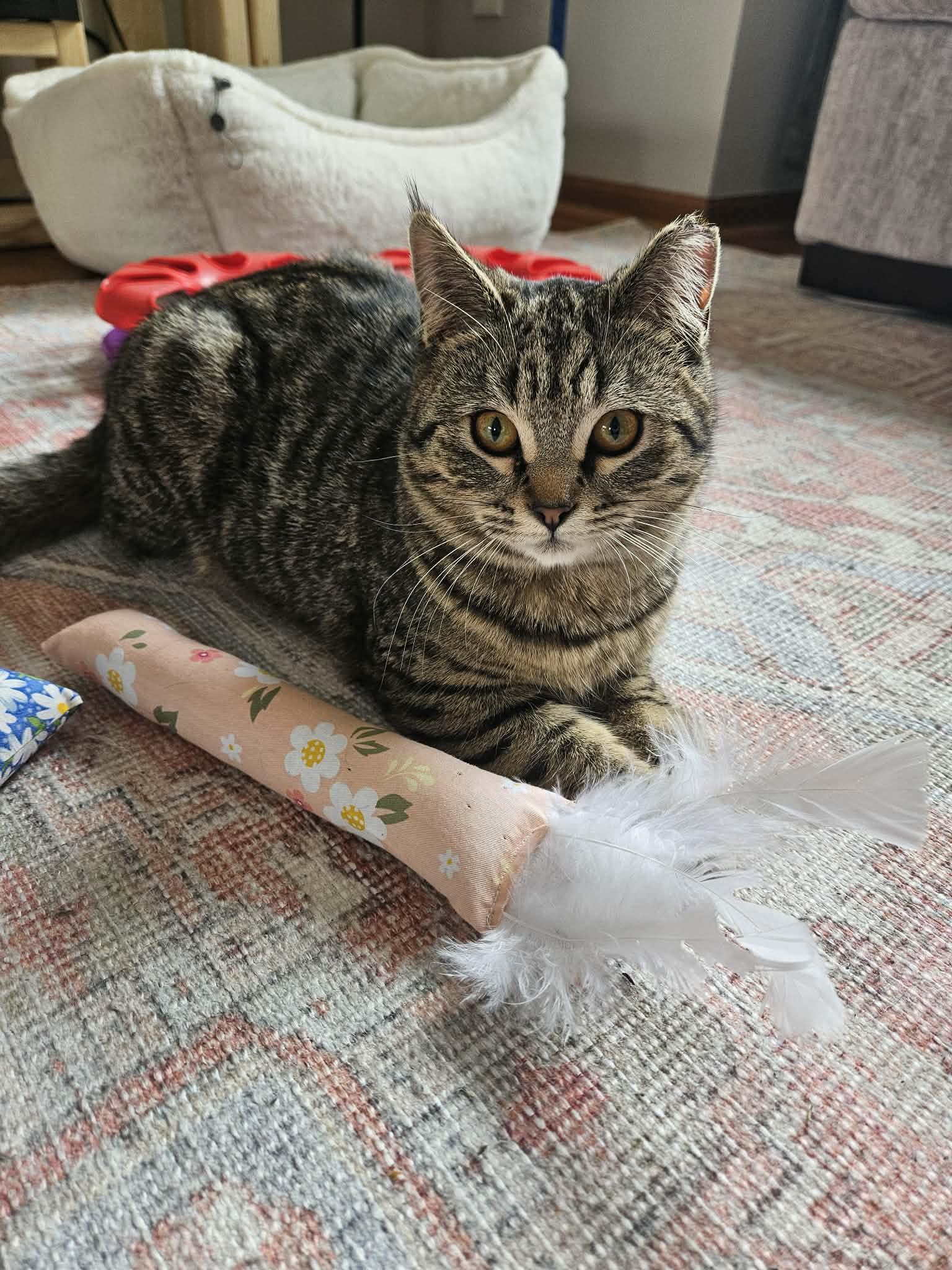 Enlarge Kamie, a Adopted Domestic Short Hair in Crystal, MN image 1/3