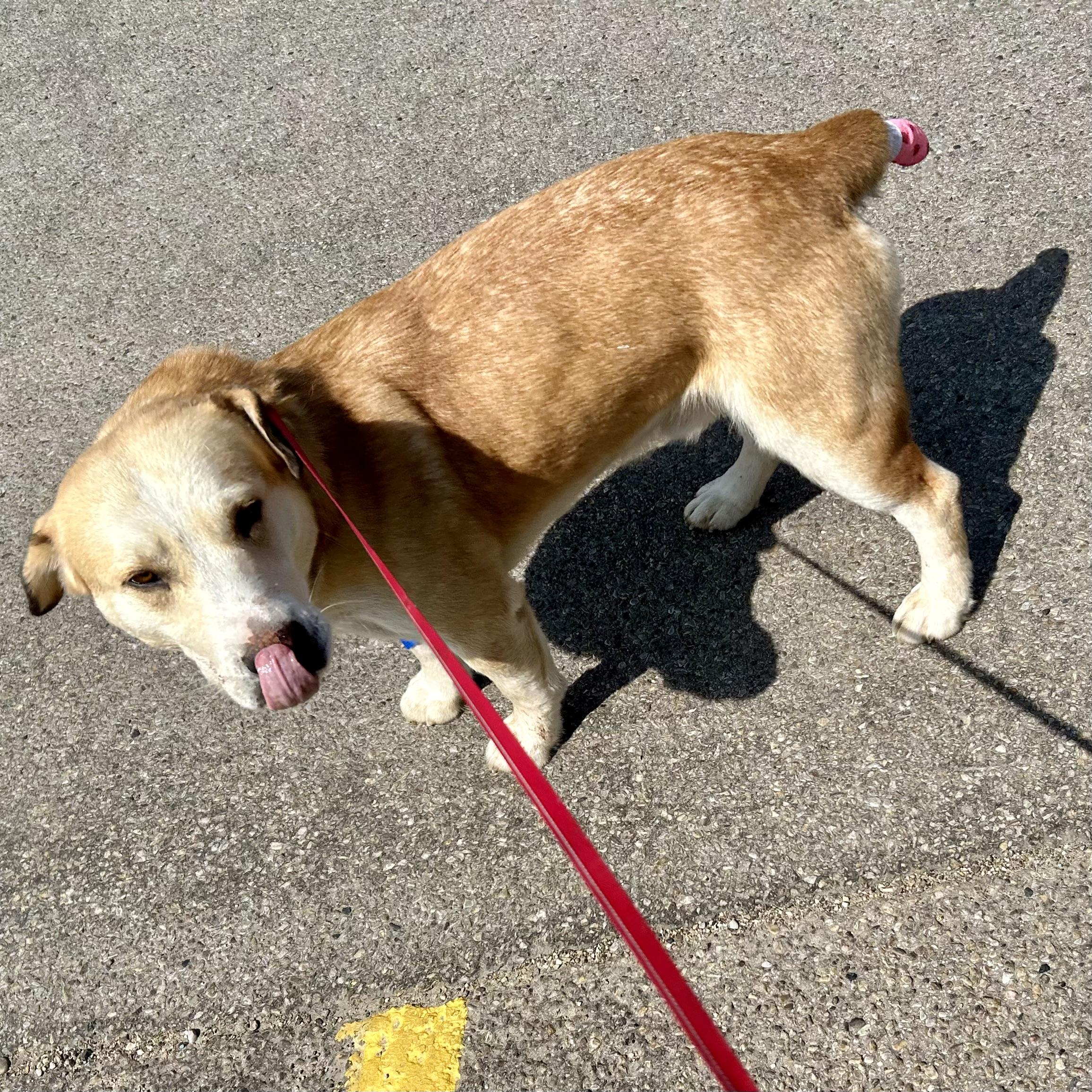 Walter, an adoptable Basset Hound, Yellow Labrador Retriever in Edmonton, AB, T5Y 3N6 | Photo Image 4
