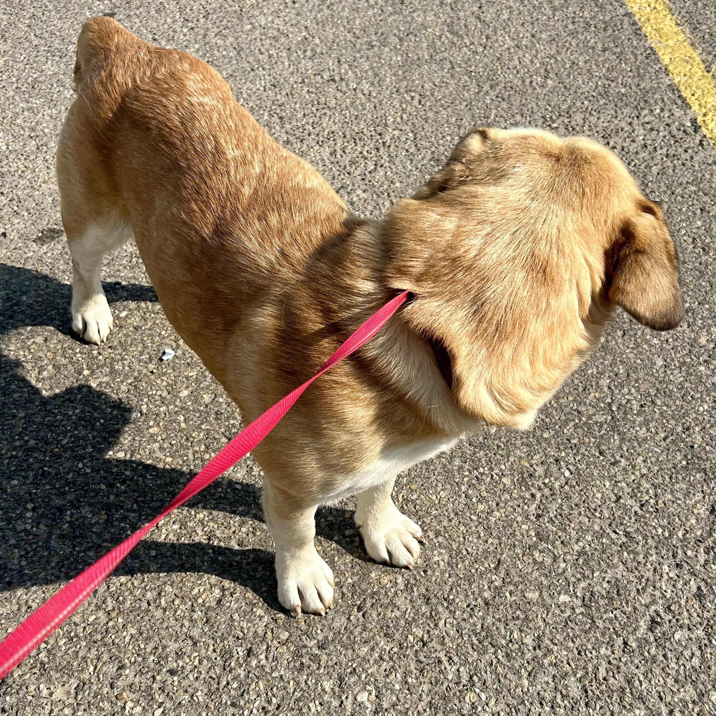 Walter, an adoptable Basset Hound, Yellow Labrador Retriever in Edmonton, AB, T5Y 3N6 | Photo Image 6