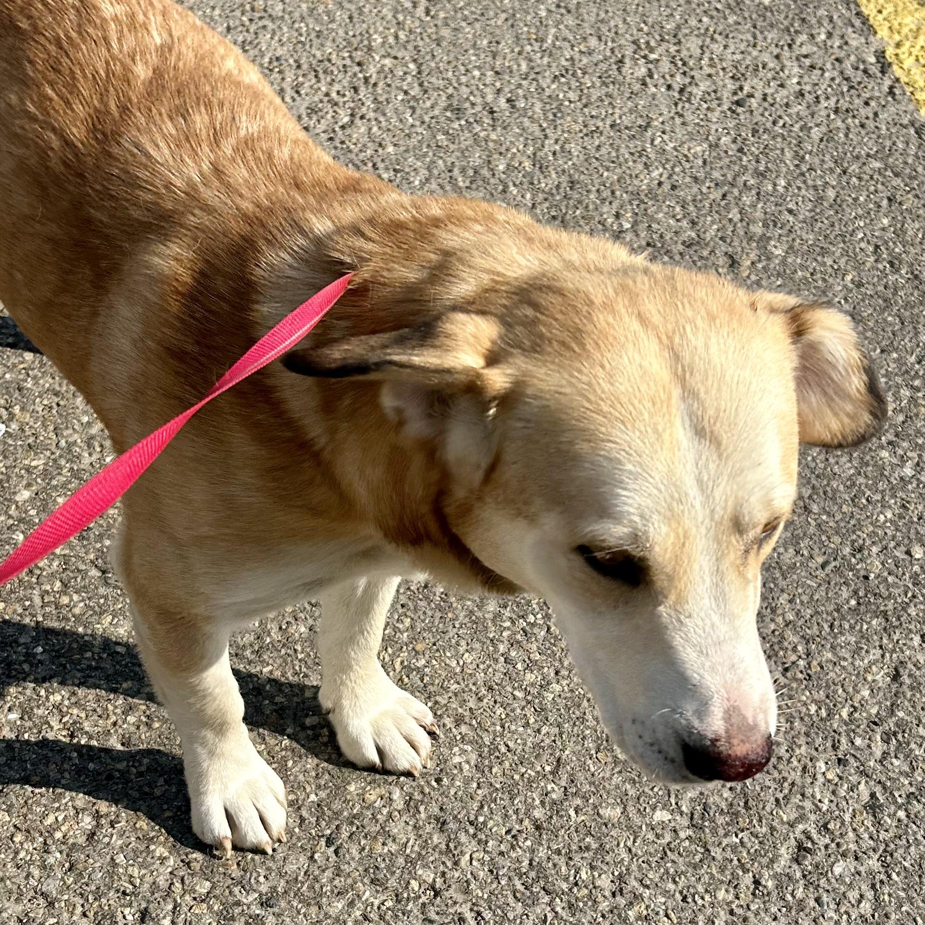 Walter, an adoptable Basset Hound, Yellow Labrador Retriever in Edmonton, AB, T5Y 3N6 | Photo Image 3