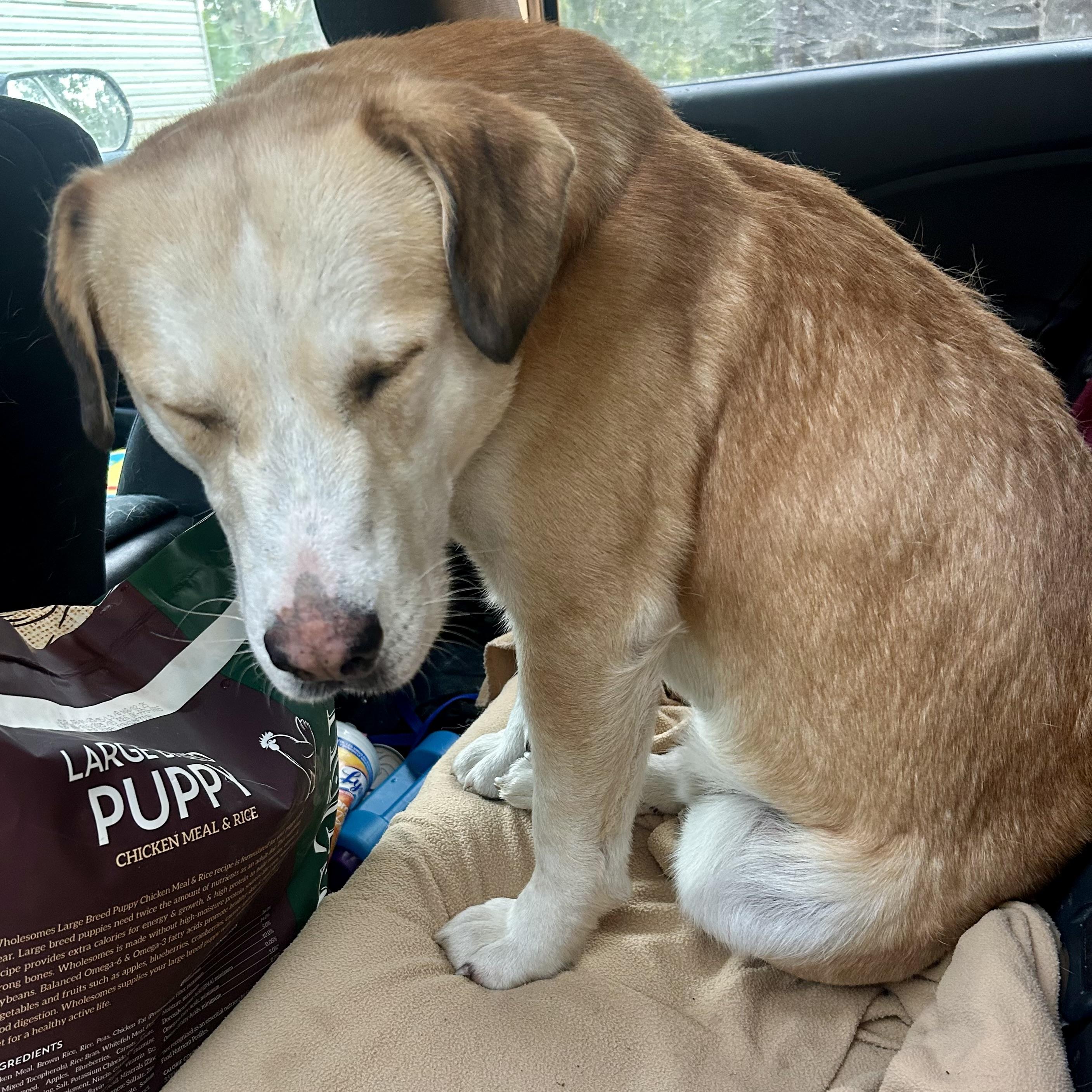 Walter, an adoptable Basset Hound, Yellow Labrador Retriever in Edmonton, AB, T5Y 3N6 | Photo Image 2
