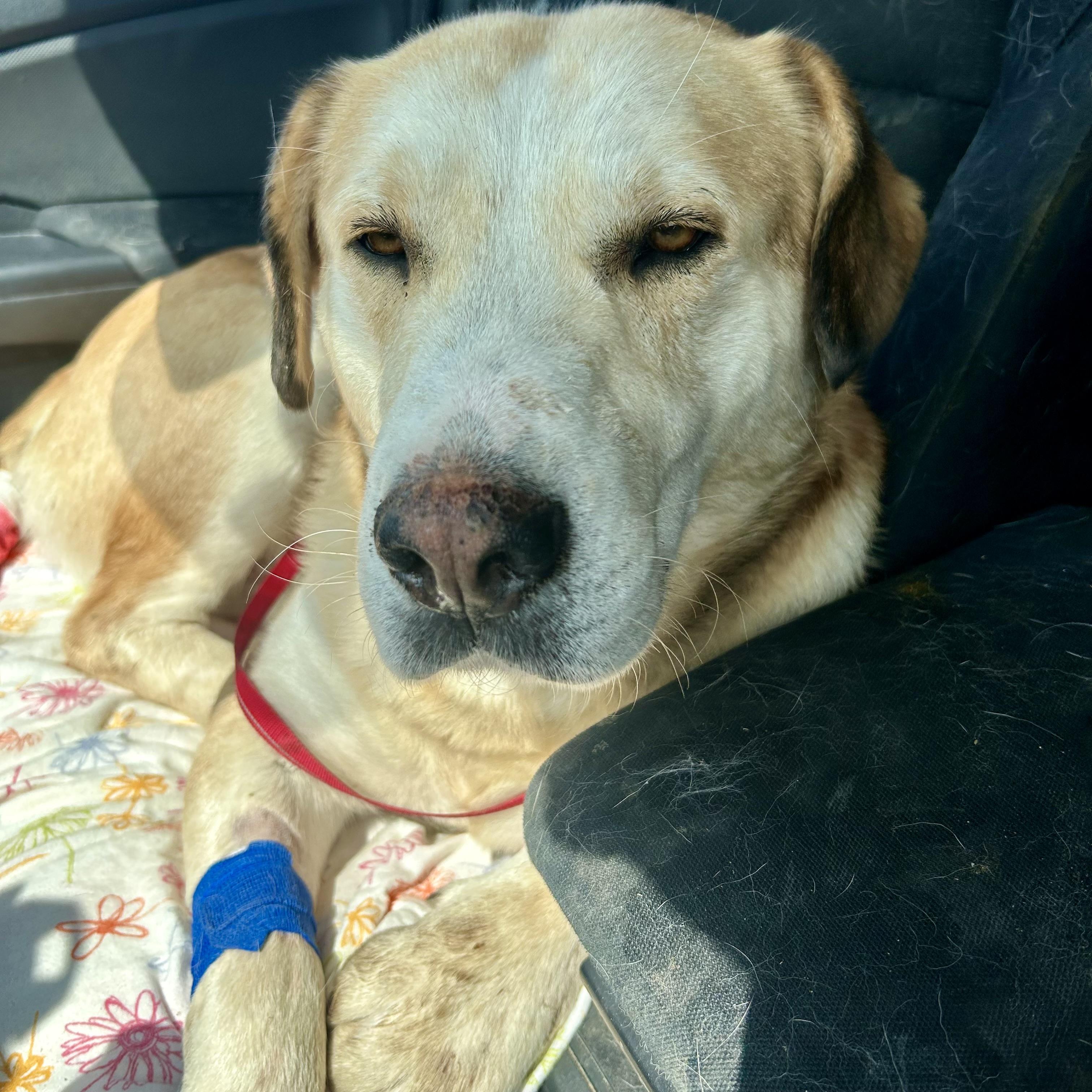 Walter, an adoptable Basset Hound, Yellow Labrador Retriever in Edmonton, AB, T5Y 3N6 | Photo Image 1