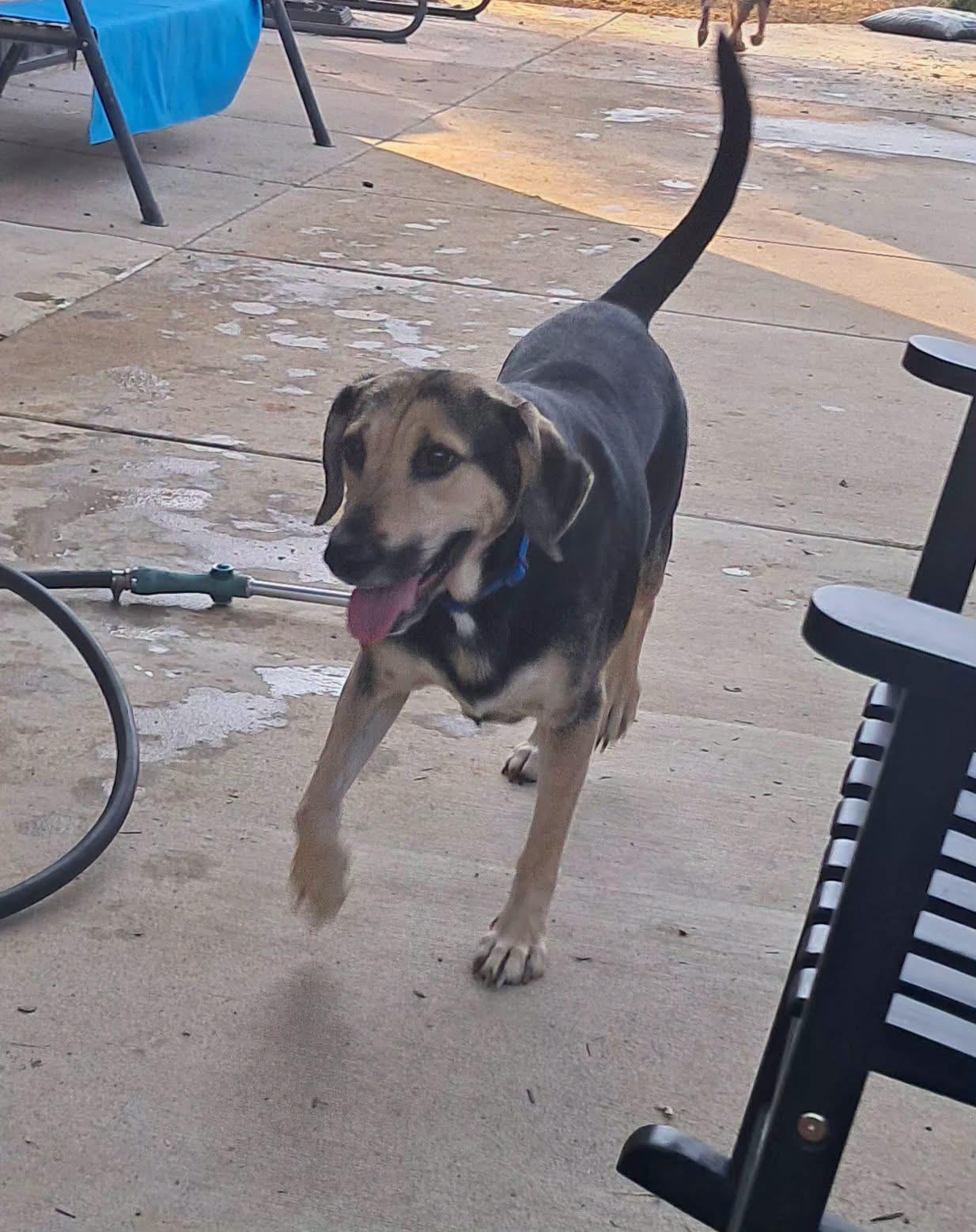 Luna, Adoptable, Adult Female Hound.