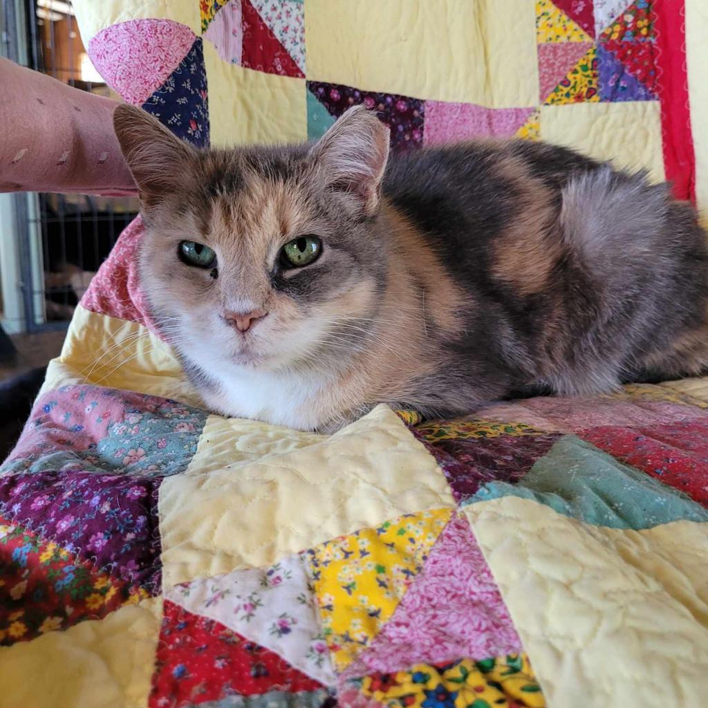 Enlarge Ratatouie, a Adoptable Domestic Short Hair in Liberty, IN image 1/2