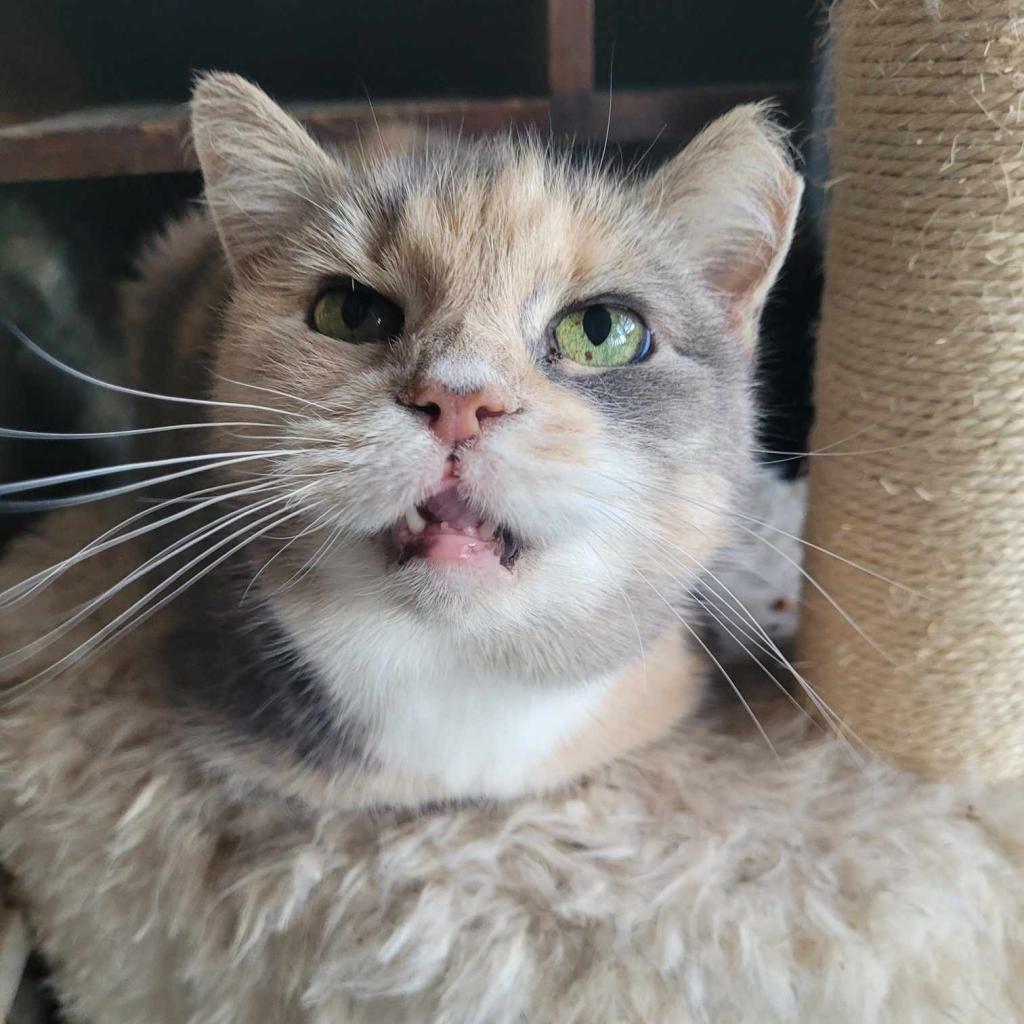 Enlarge Ratatouie, a Adoptable Domestic Short Hair in Liberty, IN image 2/2