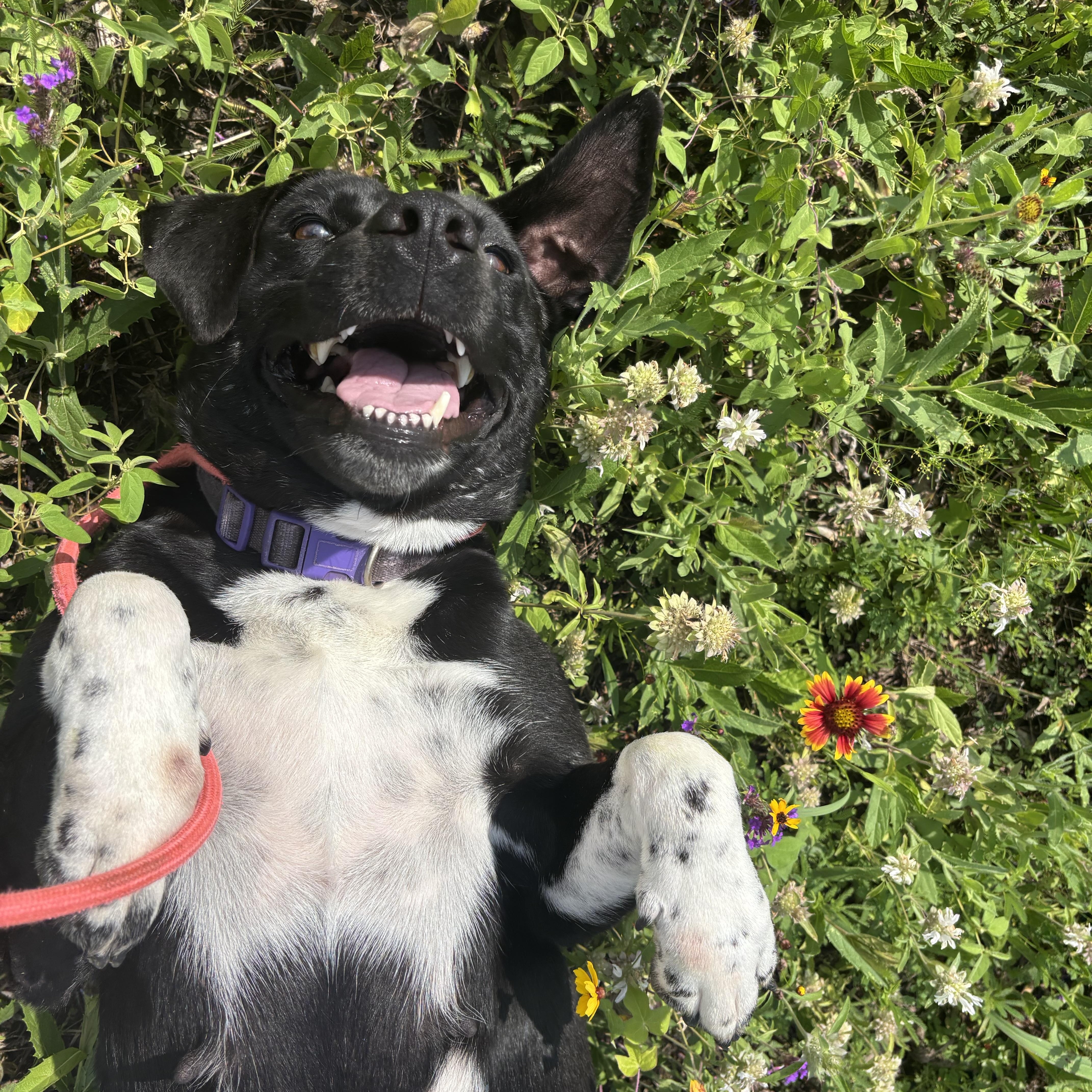 Enlarge Ariel, a Adopted mixed breed in Albany, NY image 2/5