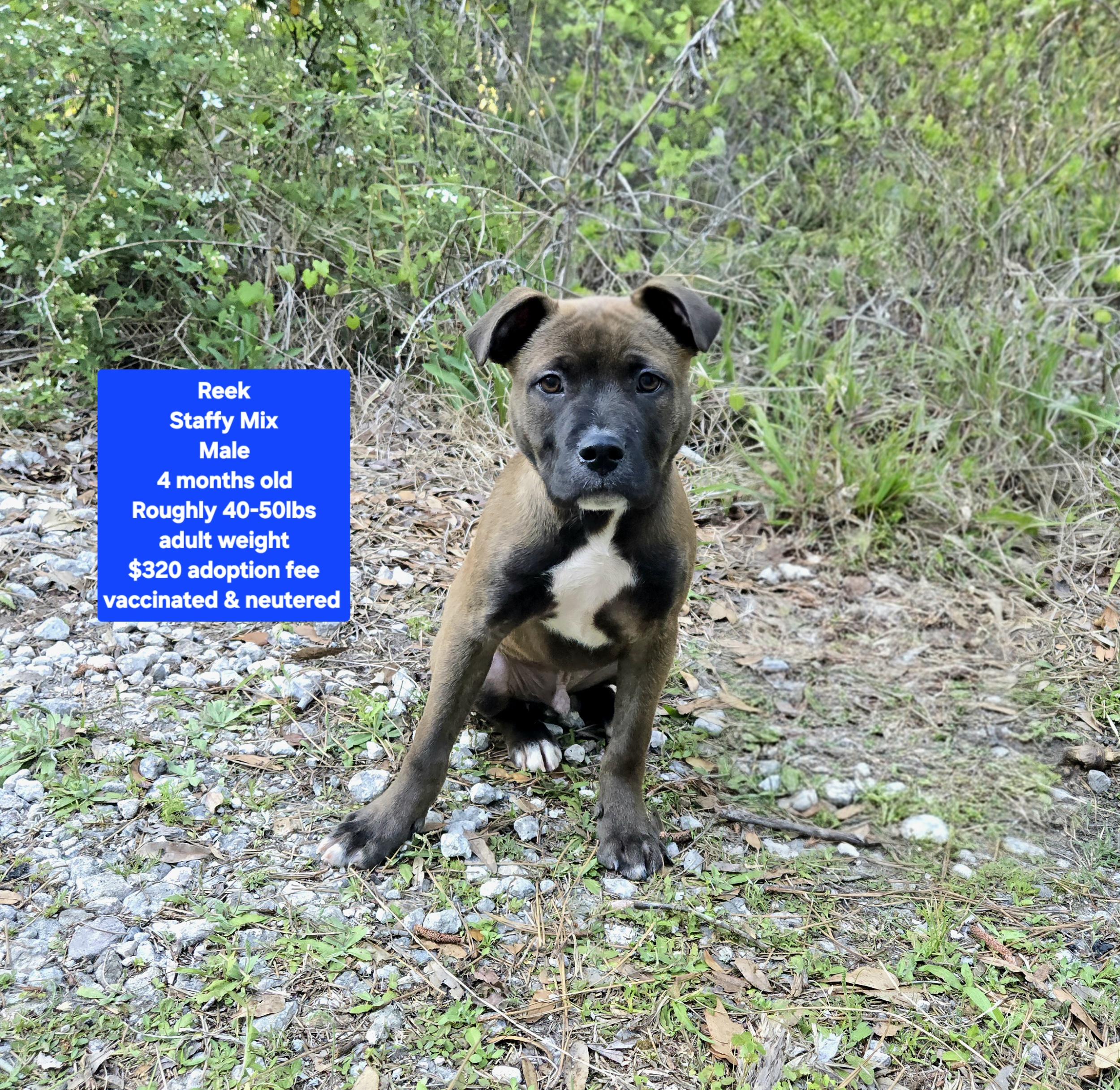 Reek, ADOPTABLE, Puppy Male Staffordshire Bull Terrier.