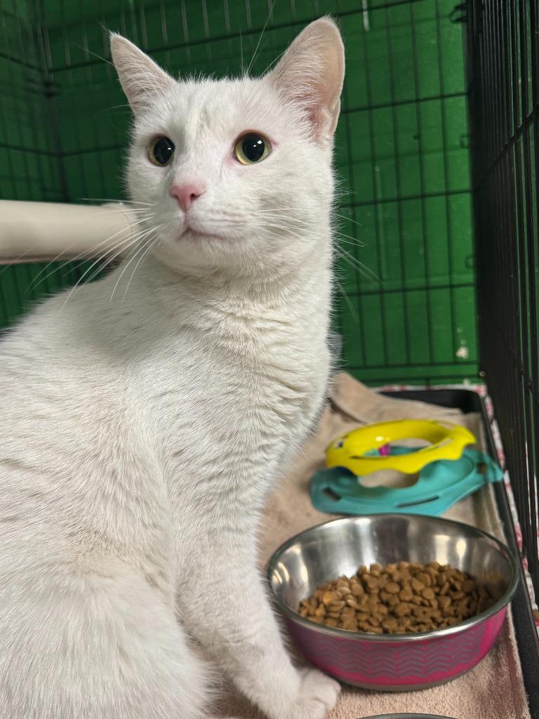 Enlarge Captain, a Adoptable mixed breed in Olean, NY image 1/1