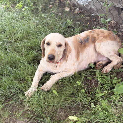 Enlarge Tuna (Luna), a Adoptable Goldendoodle in Vienna, ON image 1/6