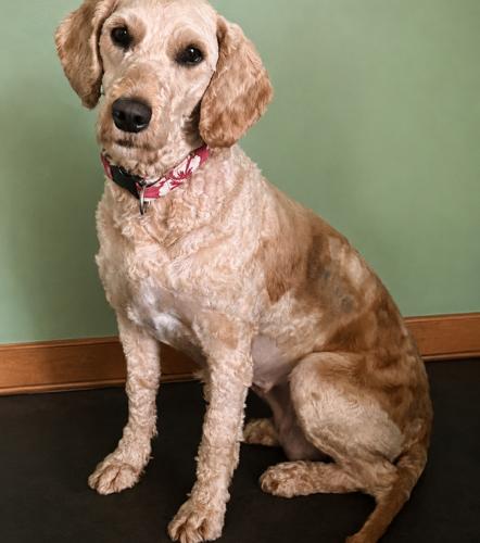 Enlarge Tuna (Luna), a Adoptable Goldendoodle in Vienna, ON image 2/6