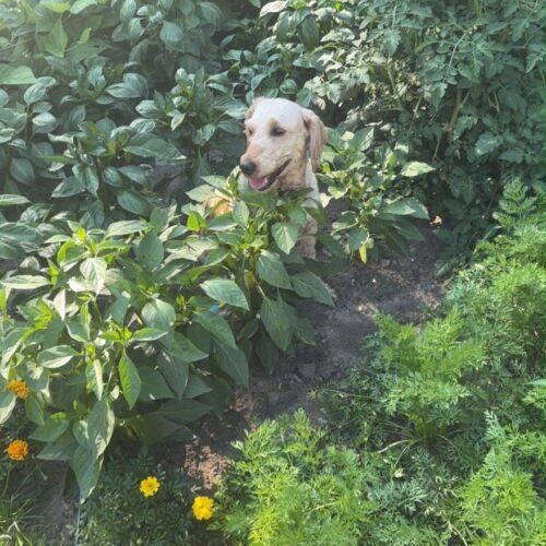 Enlarge Tuna (Luna), a Adoptable Goldendoodle in Vienna, ON image 3/6